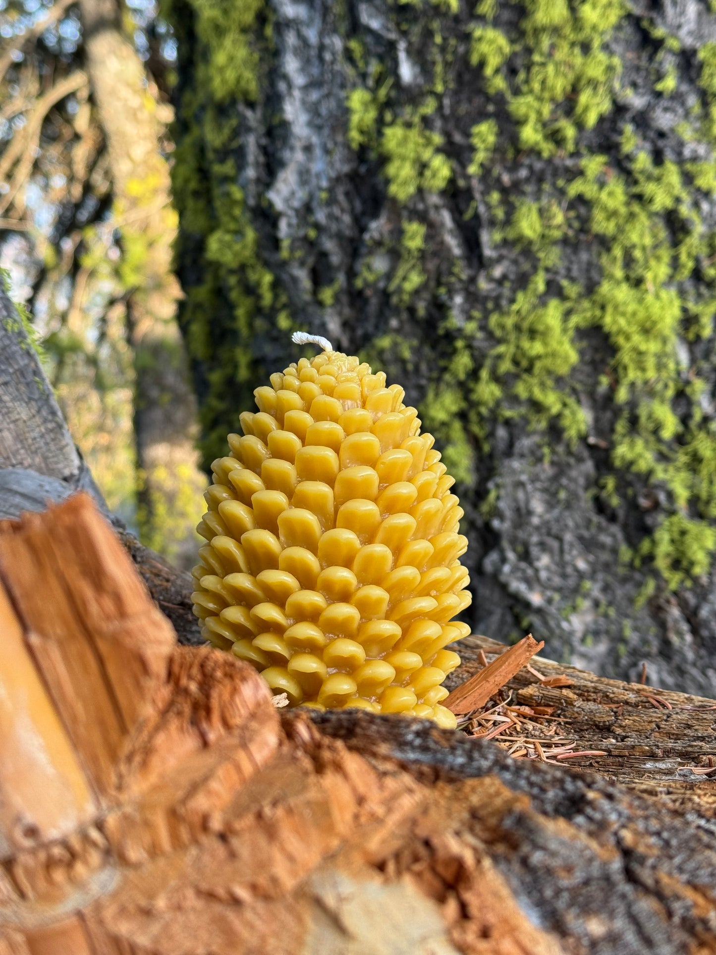 Beeswax Candle :: Pinecone, Jumbo