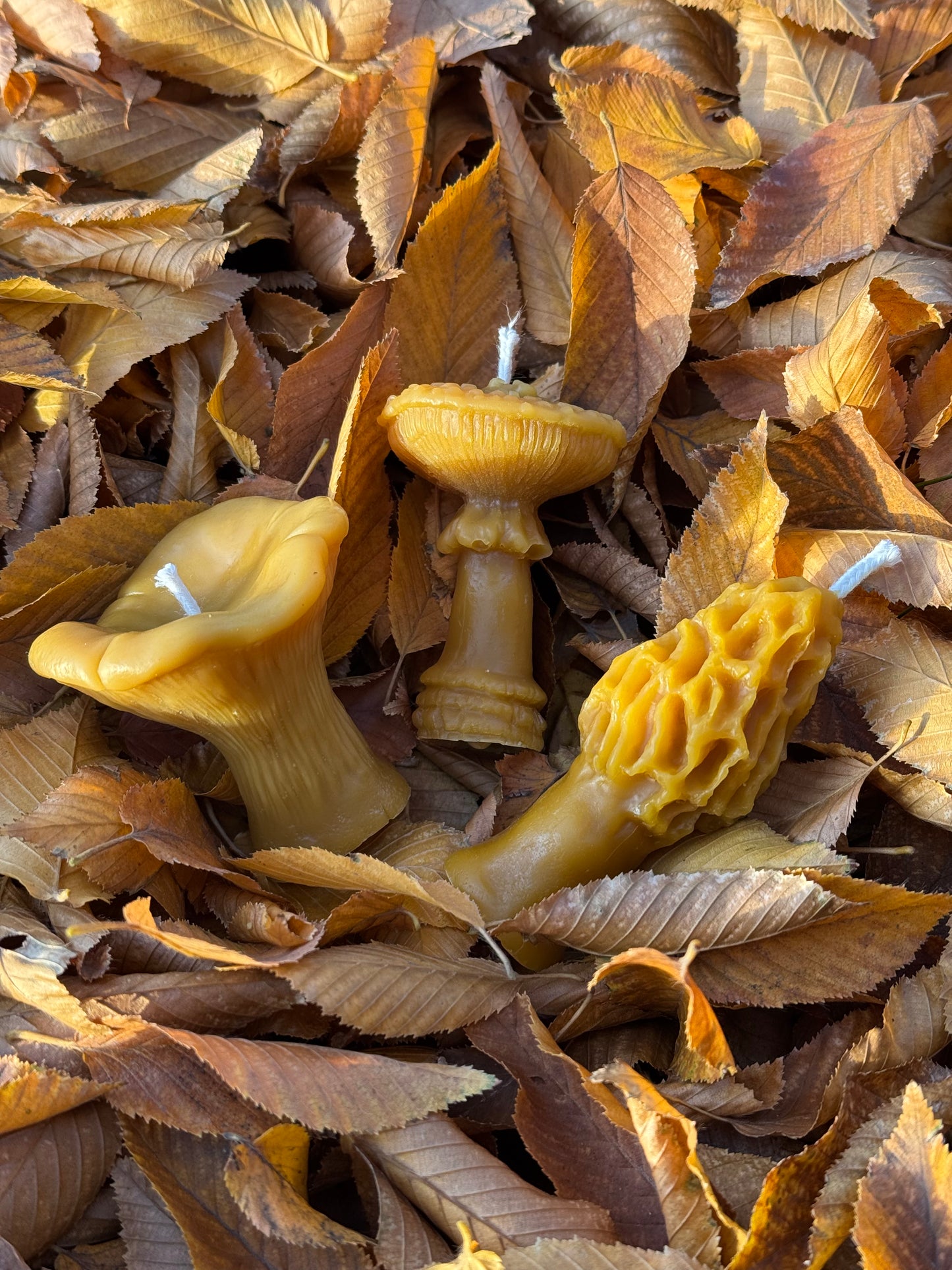 Beeswax Candle Bundle :: Mushroom Lover, Mini