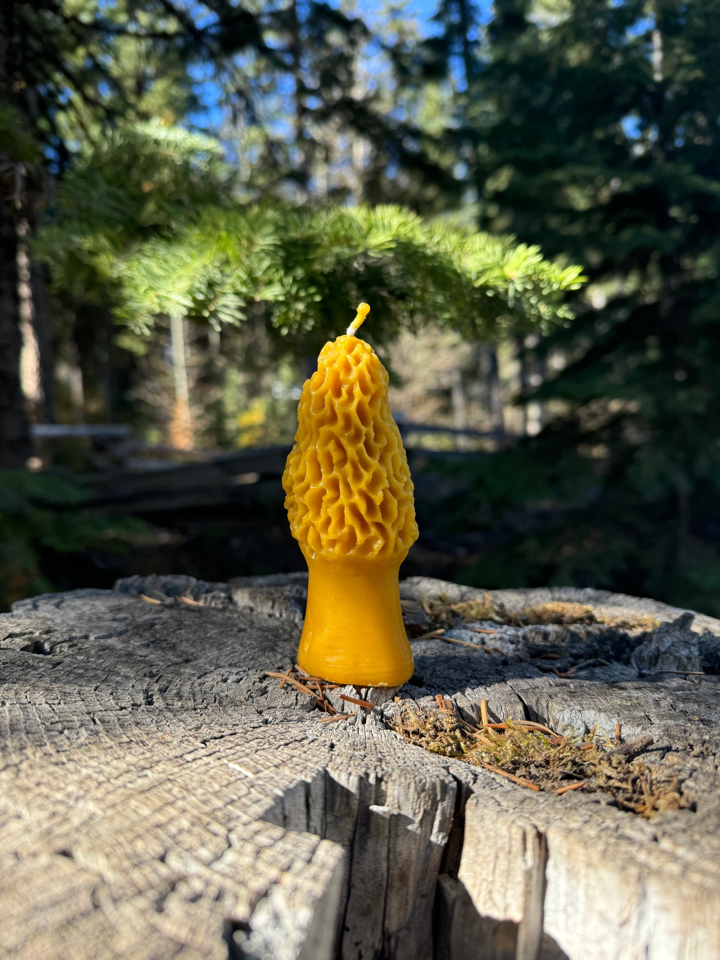 Beeswax Candle :: Morel Mushroom, Large