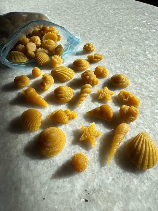 Beeswax Melts :: Seashells