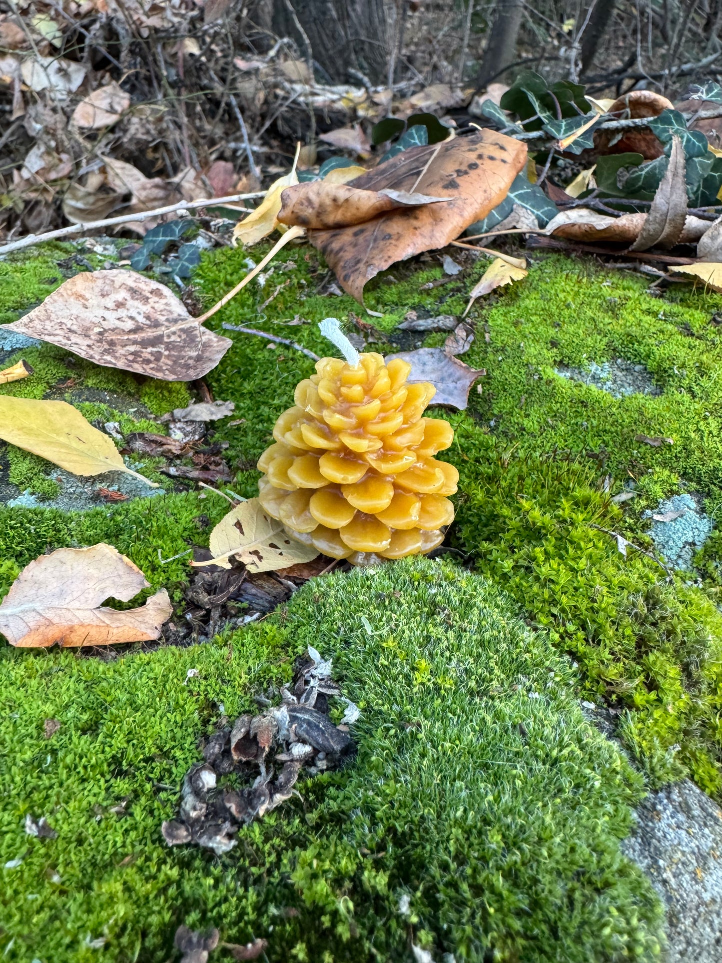 Beeswax Candle :: Pinecone, Mini