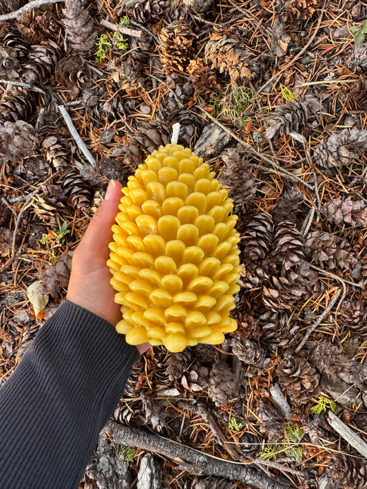 Beeswax Candle :: Pinecone, Jumbo