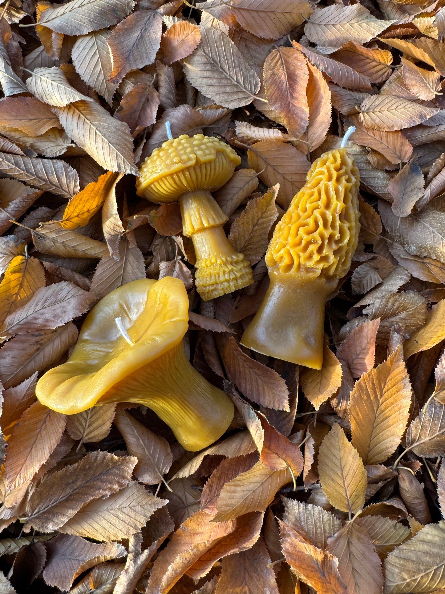 Beeswax Candle Bundle :: Mushroom Lover, Large