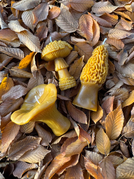 Beeswax Candle Bundle :: Mushroom Lover, Large