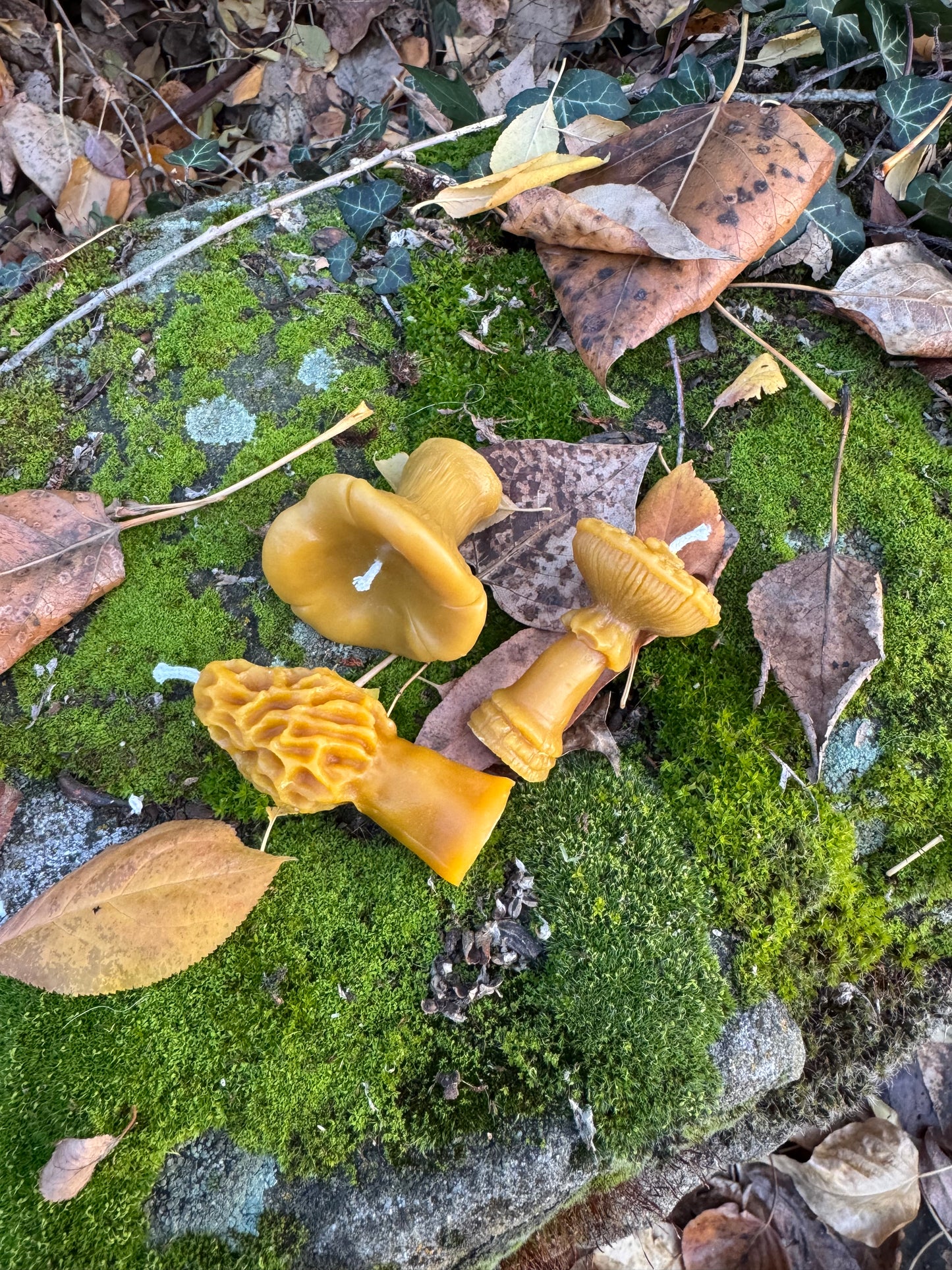 Beeswax Candle Bundle :: Mushroom Lover, Mini