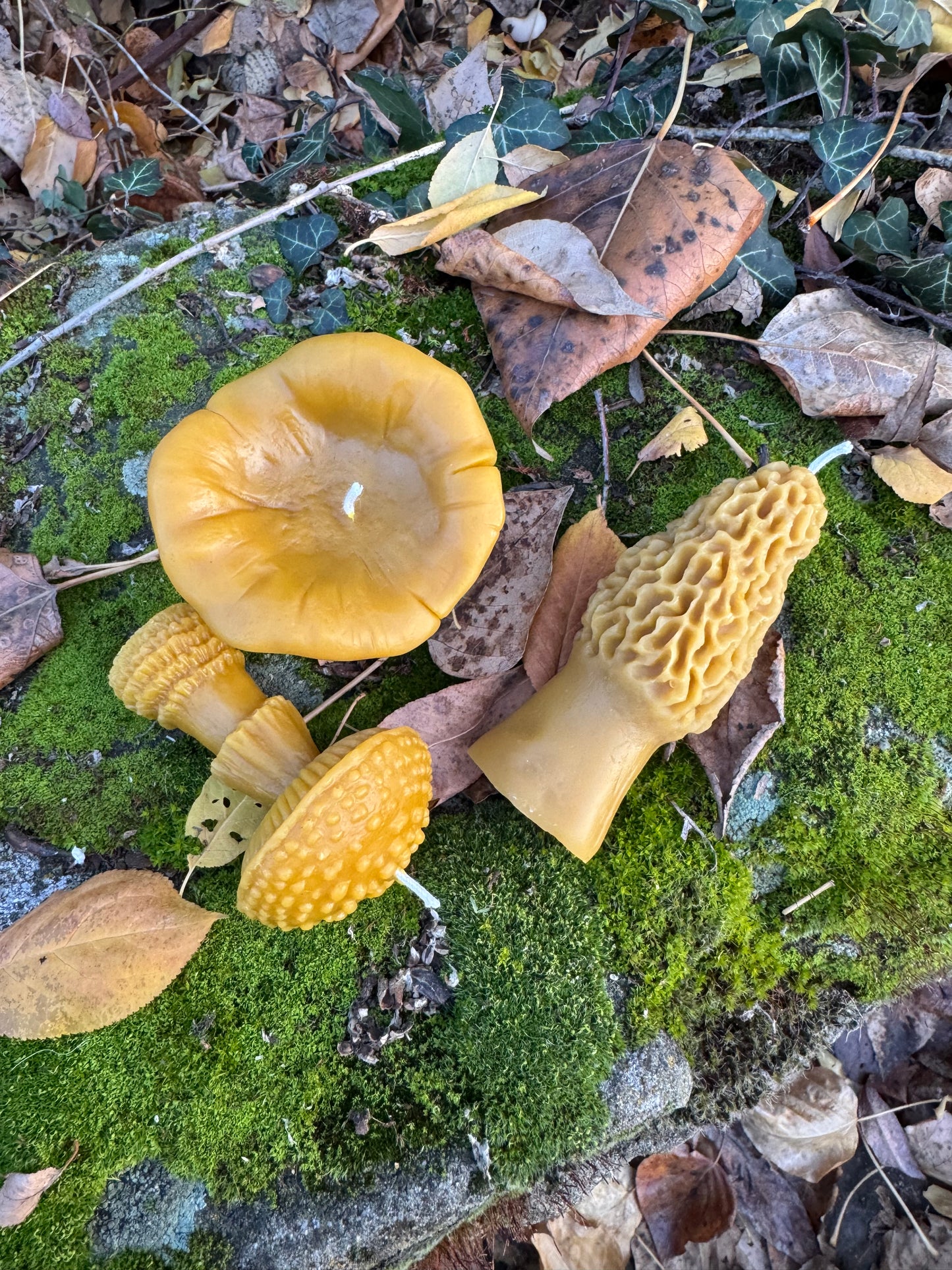 Beeswax Candle Bundle :: Mushroom Lover, Large