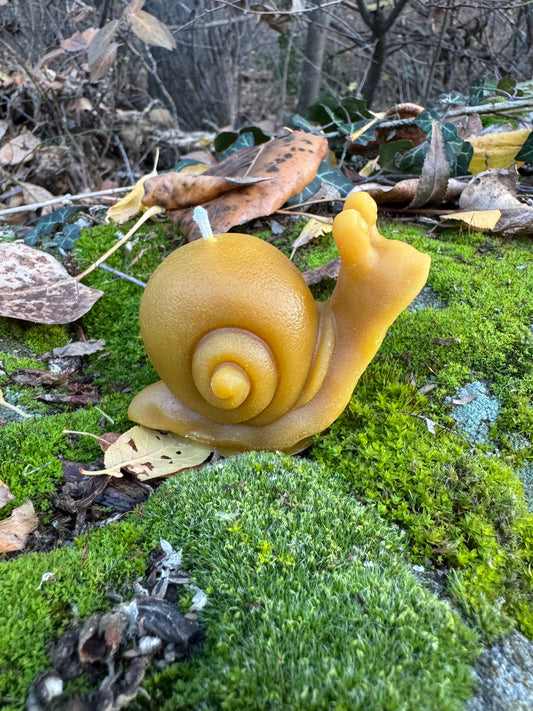 Beeswax Candle :: Snail